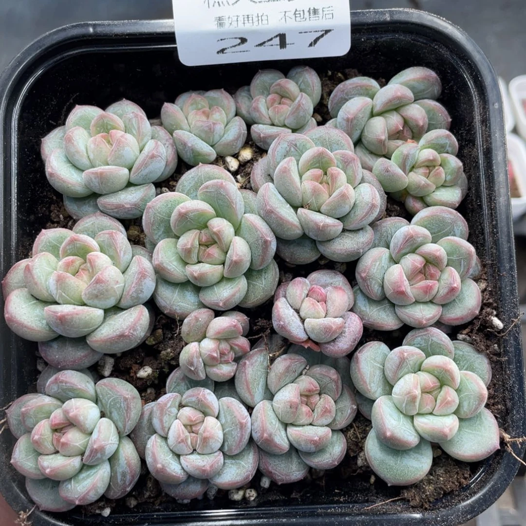 云糖心多肉植物247