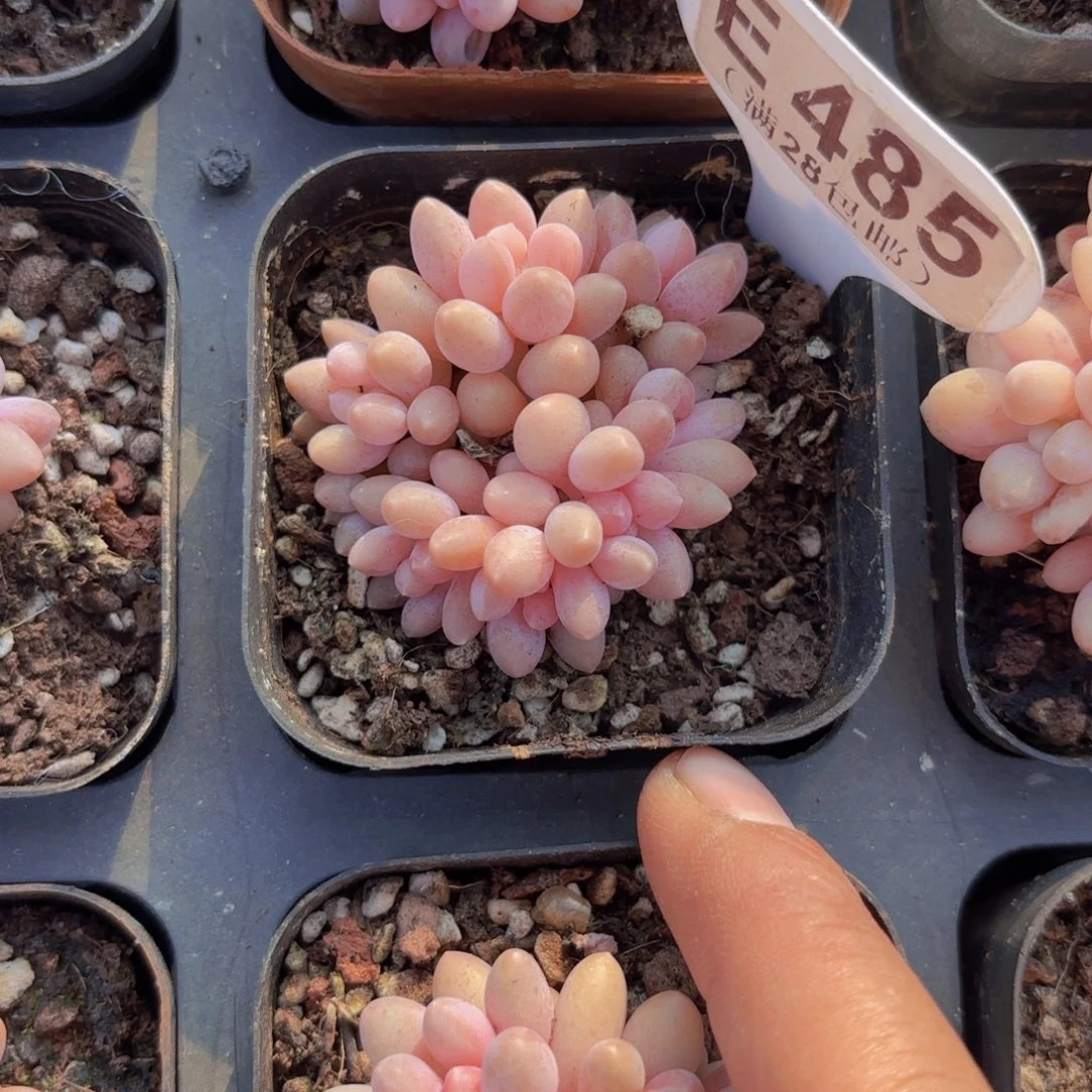 E485星黛露一物一拍