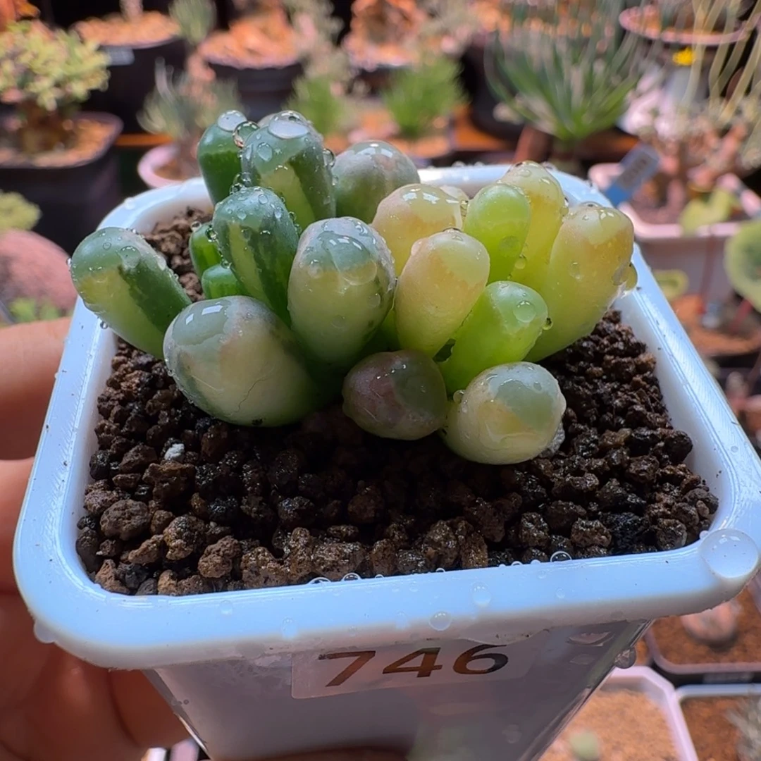 五十铃玉锦746 仙人球