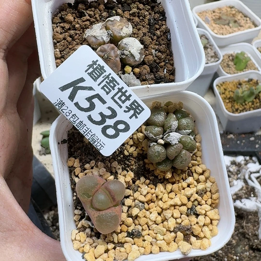 多肉植物的人生fgb