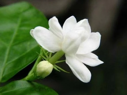 大叶牡丹栀子花，一年多季开花 花香四溢