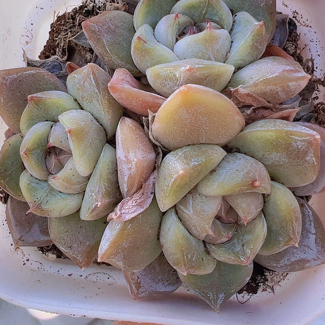 雪兔群19包邮多肉