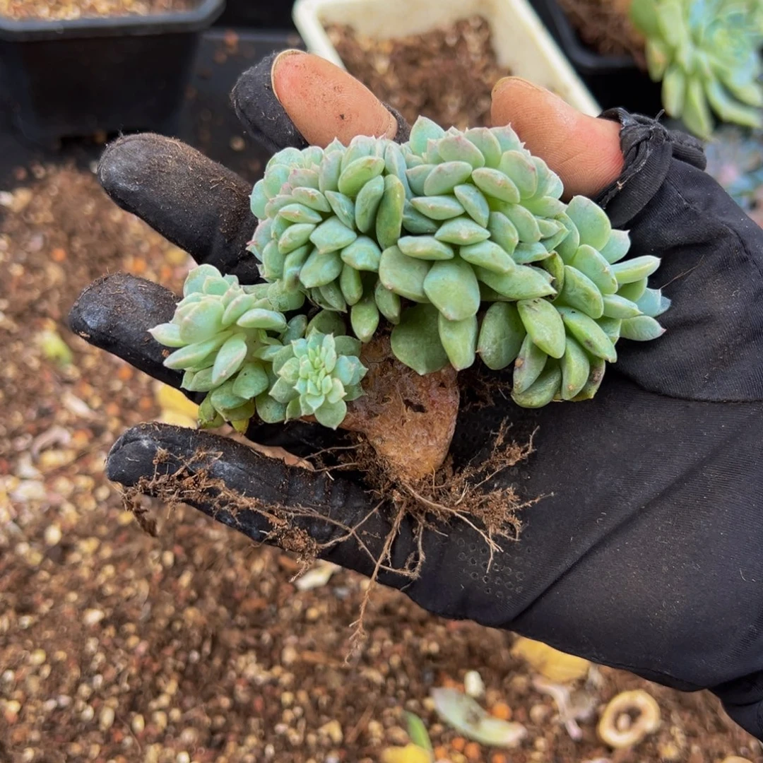 草莓冰沙琥珀缀化