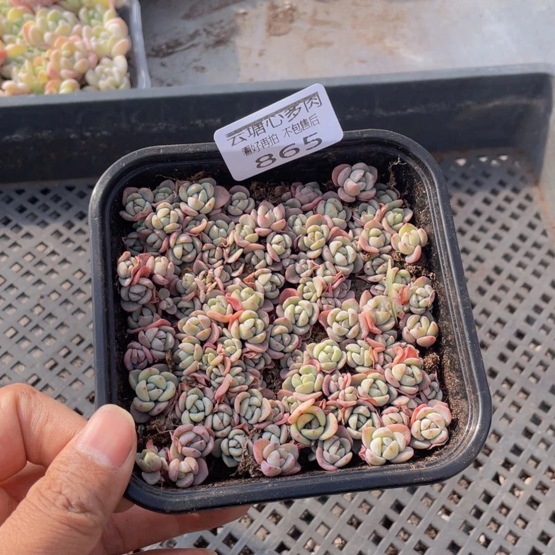 云糖心多肉植物865
