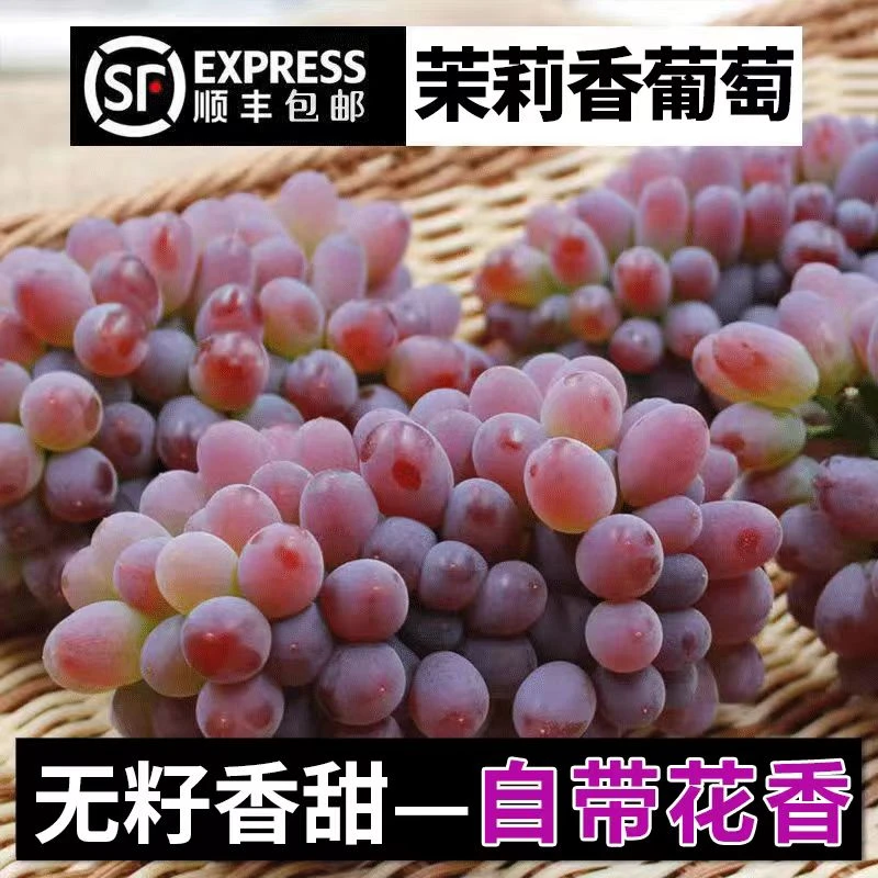 云南原产地茉莉香葡萄新鲜现摘老树更香更甜无籽香甜当季水果A