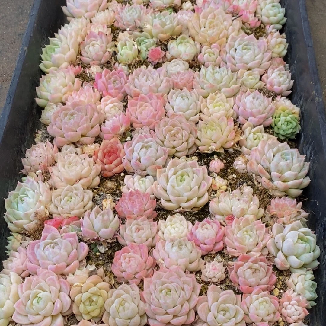 156都让多人多人了解