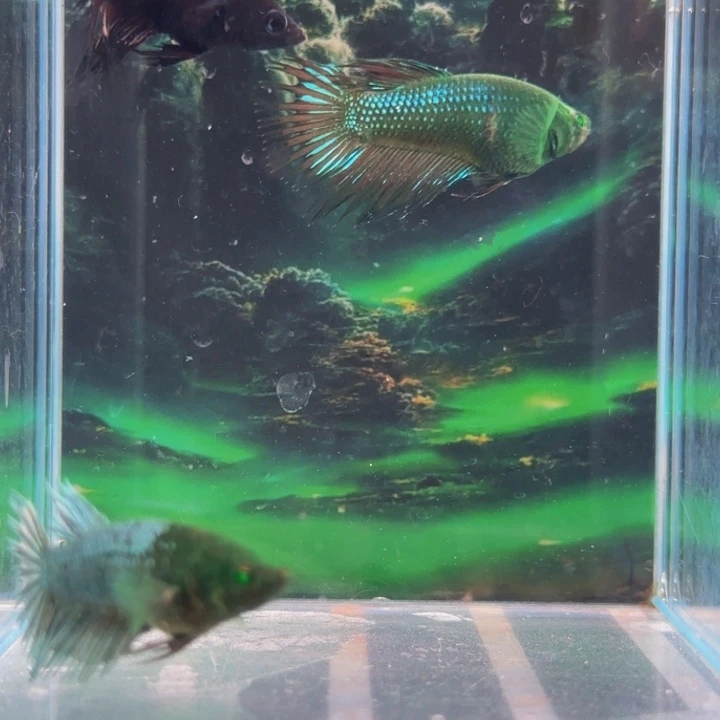 斗鱼我们是个有梦想吧