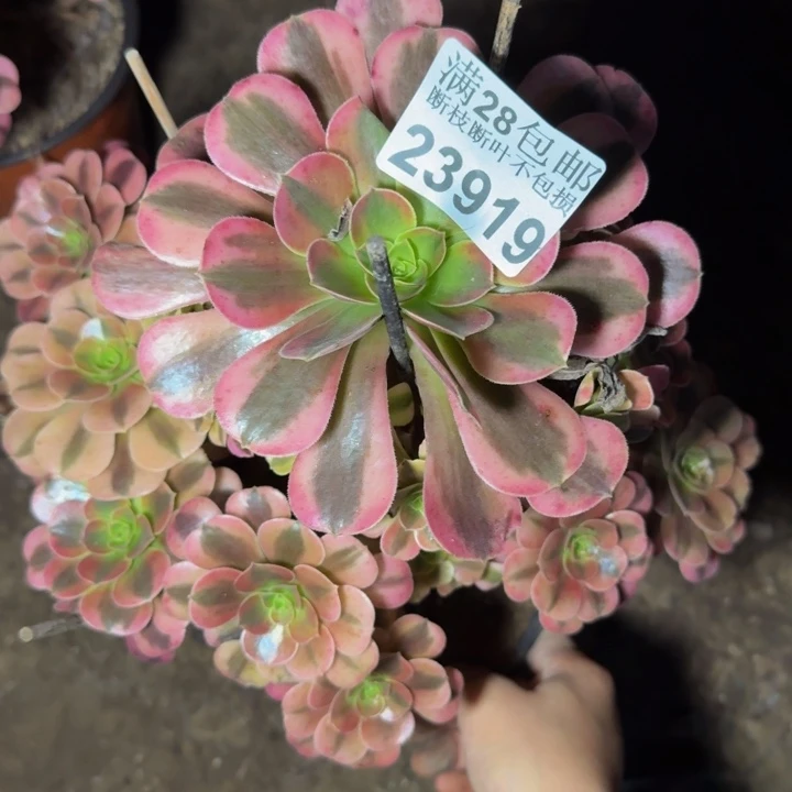 23919美杜杆歪不包断枝