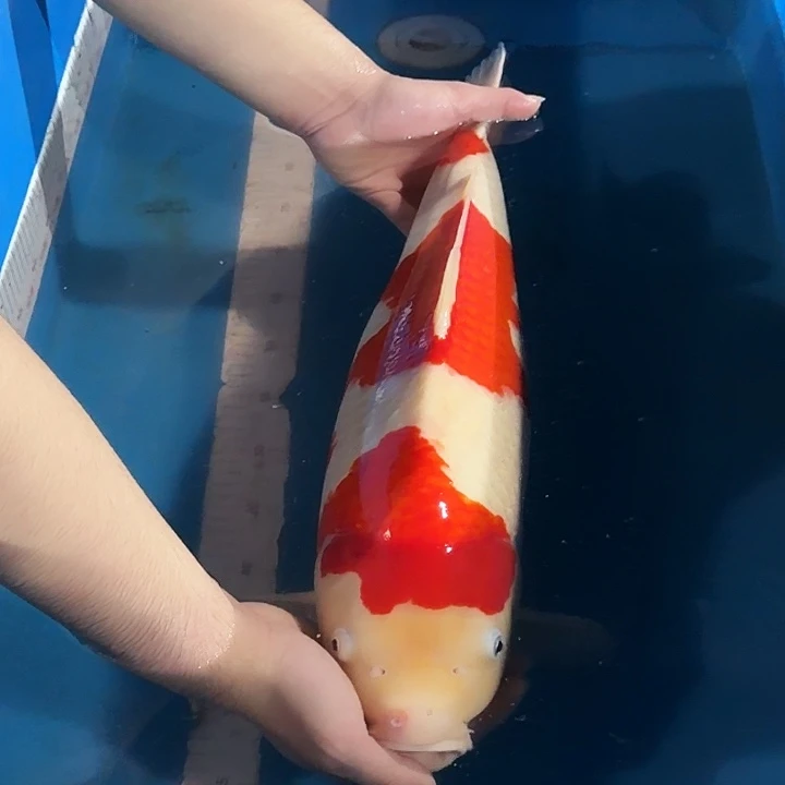 海水鱼红白专拍链接