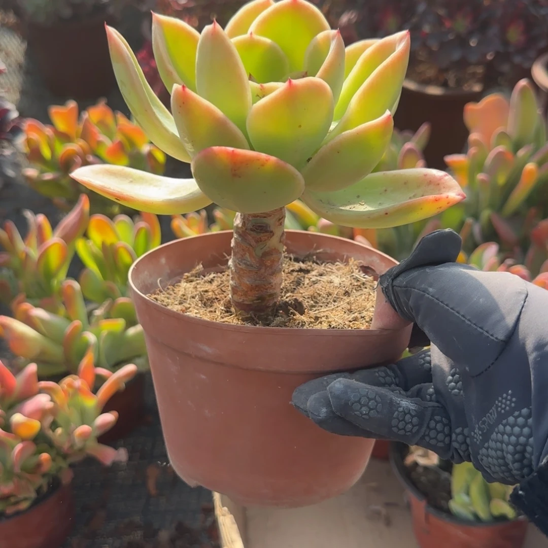 无花朵金辉的单头22