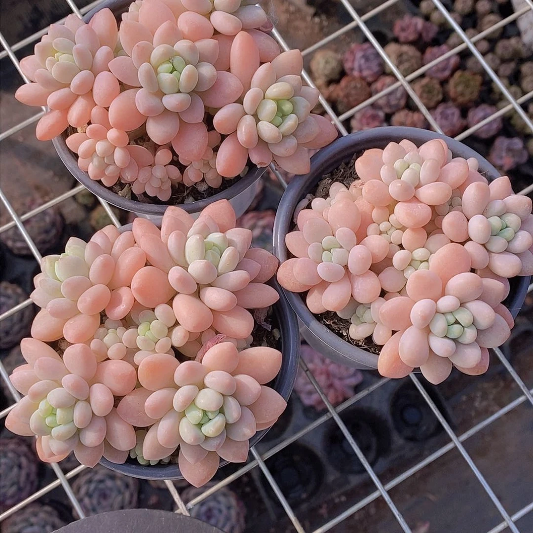 0201-鱼子酱群一颗 量拍