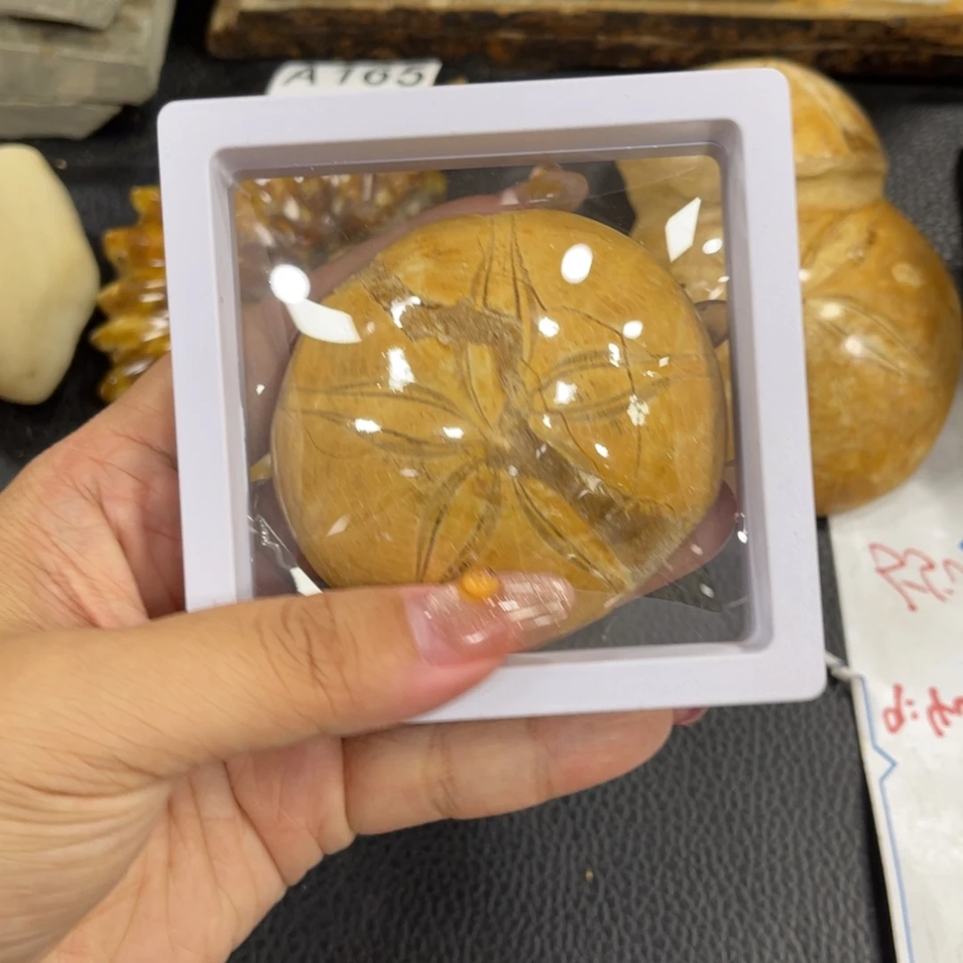 辽西古生物研究与