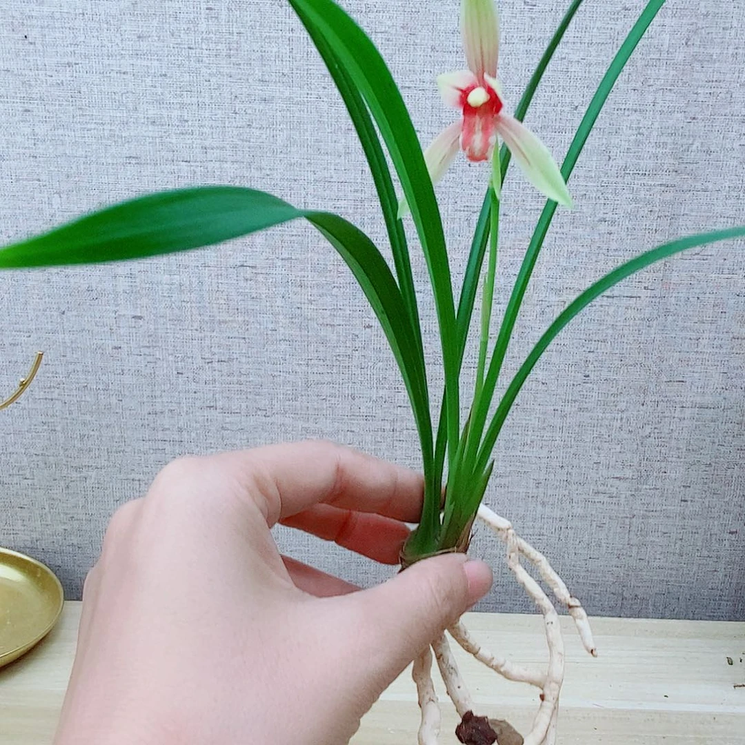 当前无花栽培后可以开花秋