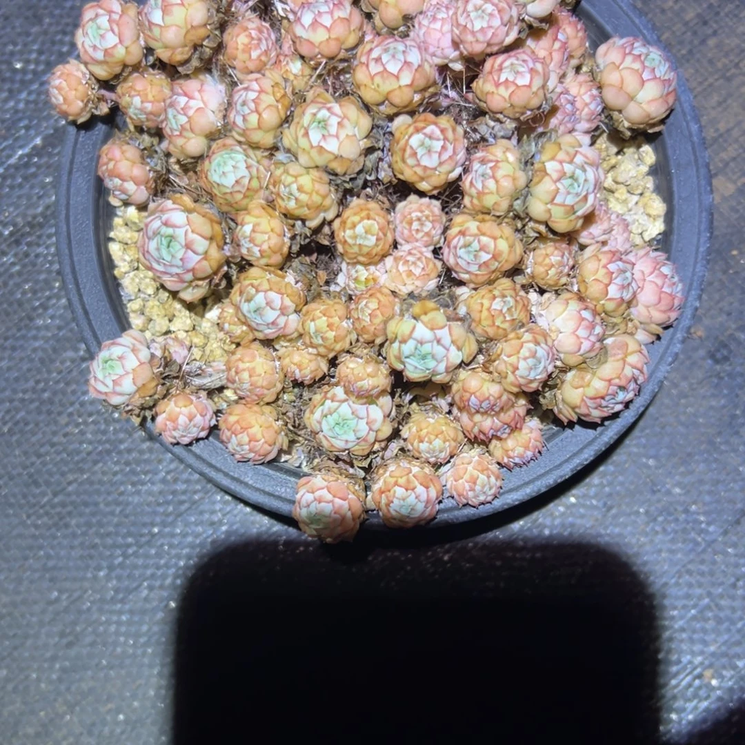 全状态小红船333333