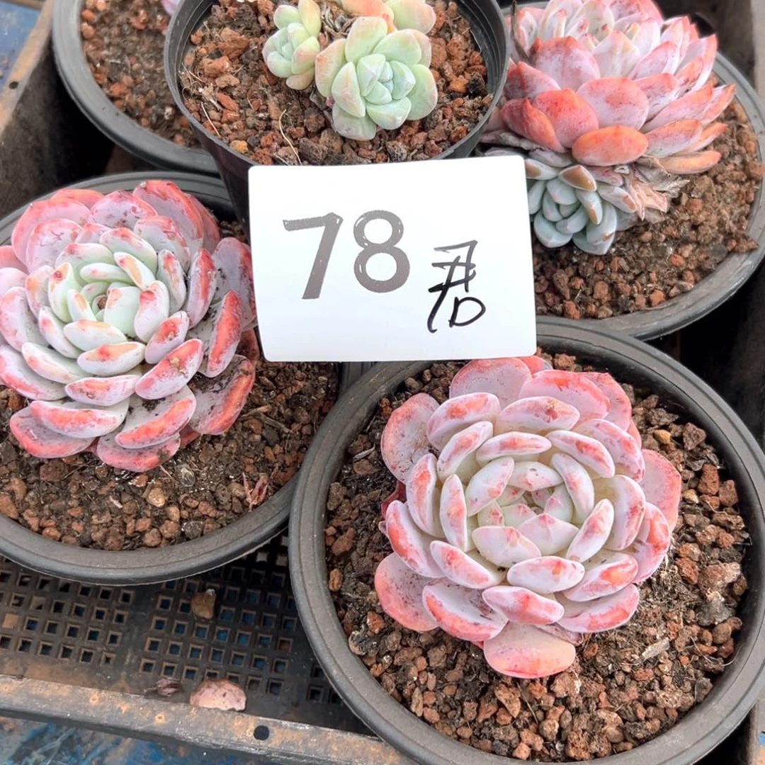 君*78-）都好好吃好吃好吃