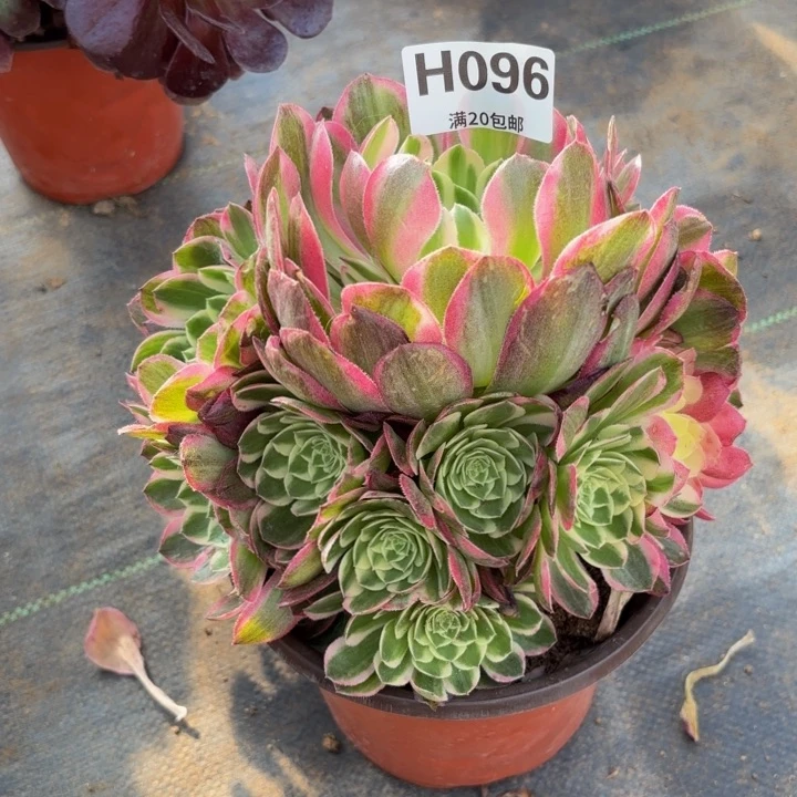 瑞妈多肉植物是096