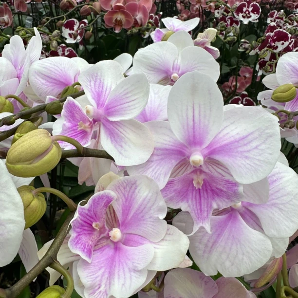【甜美人】精品蝴蝶兰花室内阳台办公室高端花卉绿植盆栽年宵花