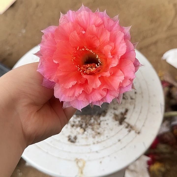 无花朵晨**凉带根彩草186