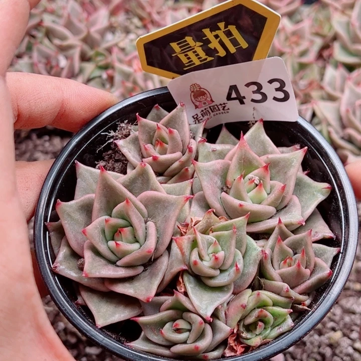 多肉植物多肉植物