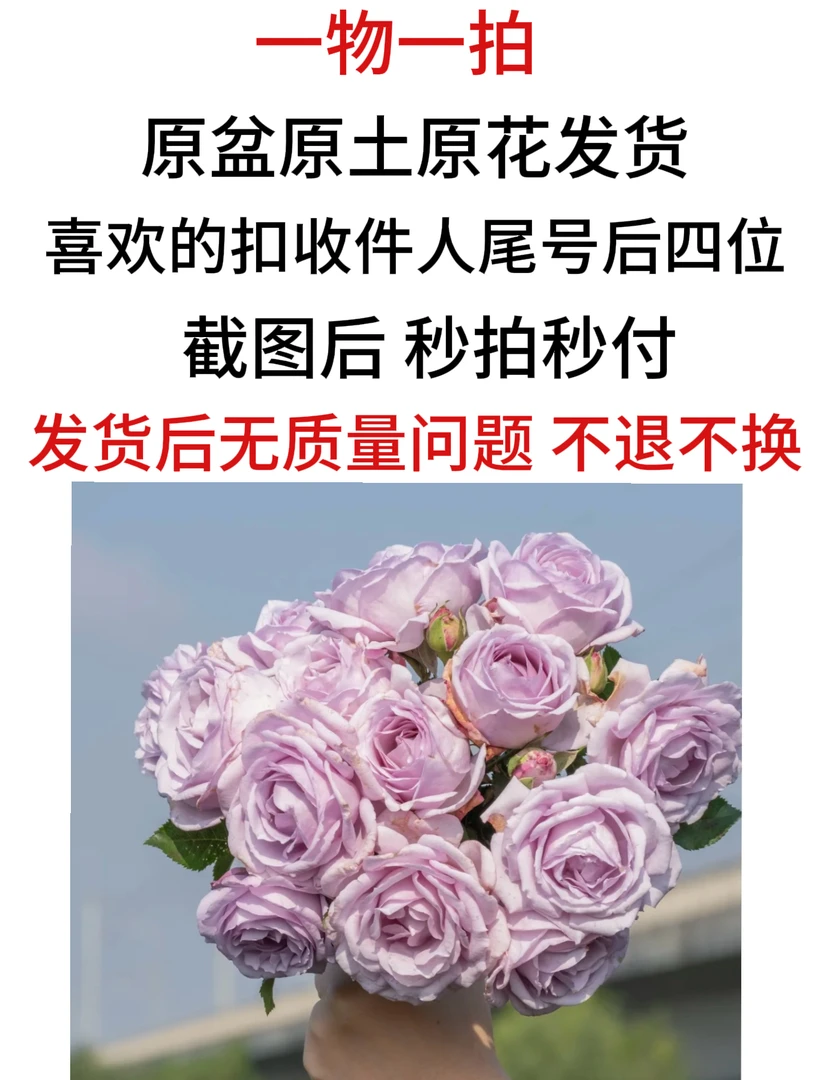 【180盆月季】【一物一拍】月季庭院阳台花卉盆栽