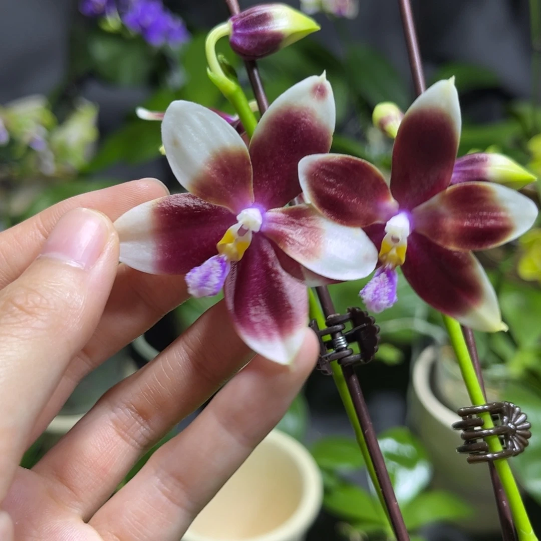 完全开放2.5寸yc41开花株