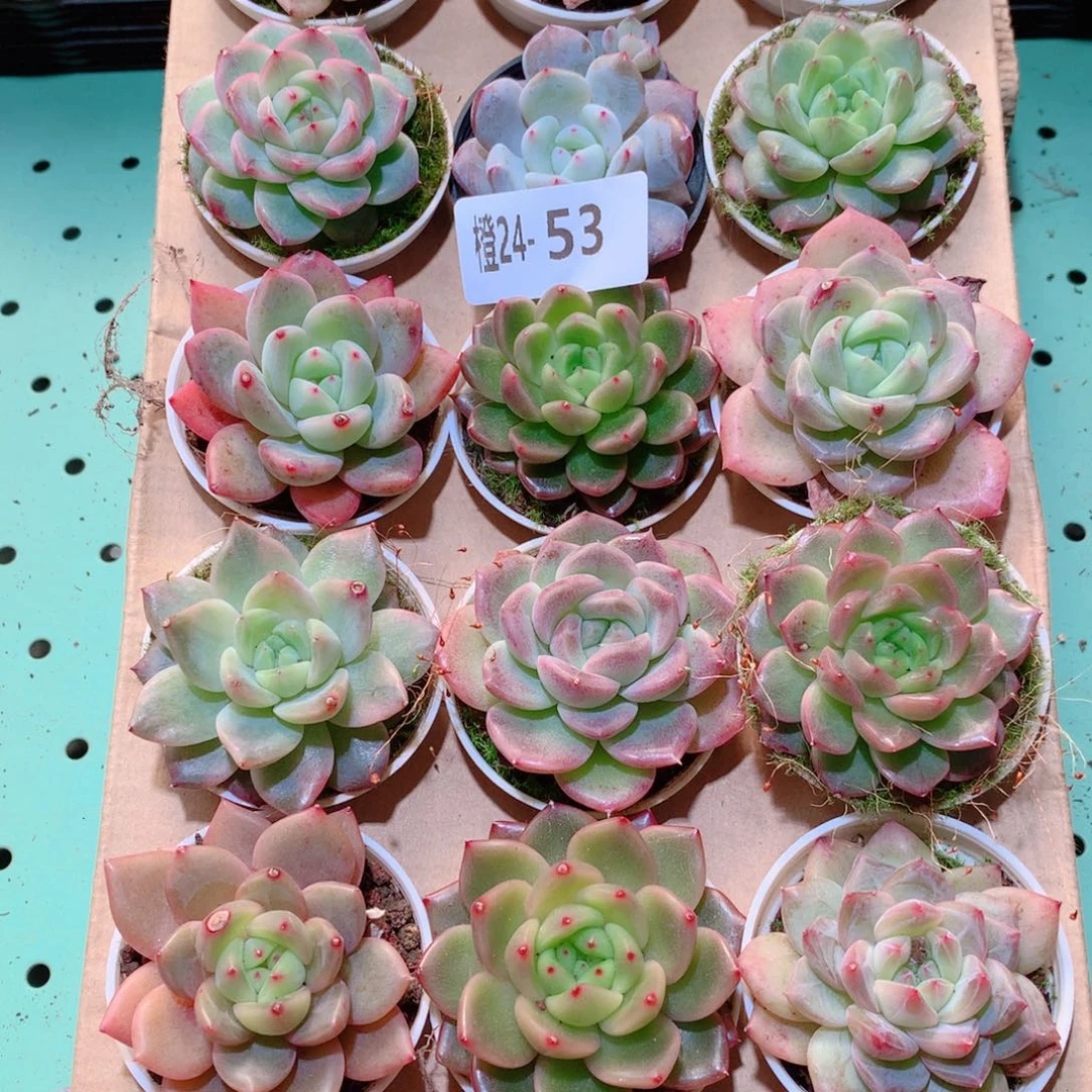 24-53一物一拍多肉带盆18颗