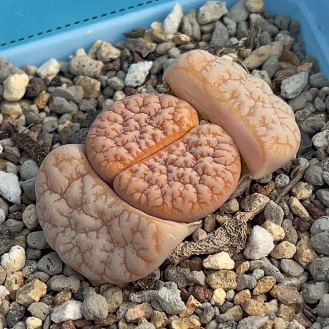 8312蜜纹睫毛铁一颗