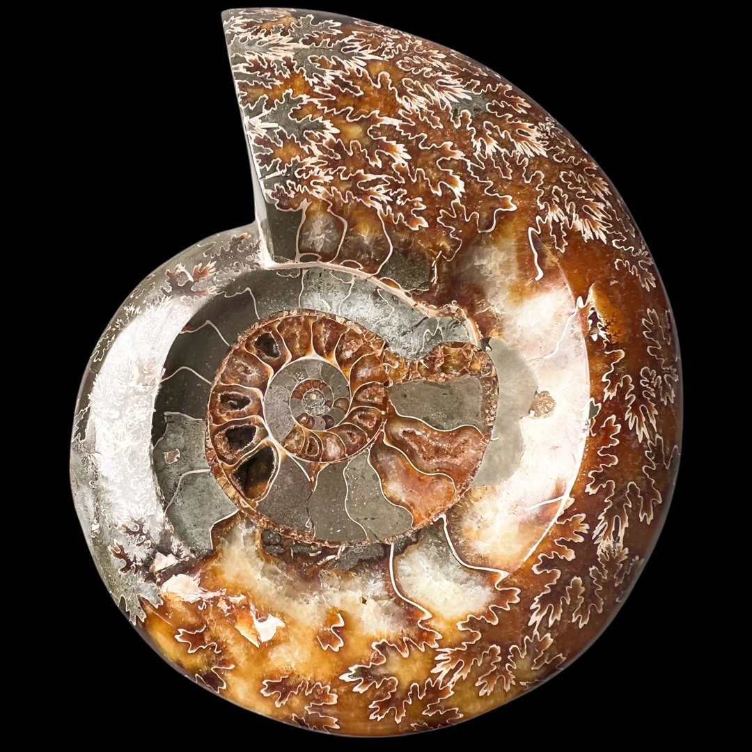 【 叶菊石（ 烟缸 ）】尺寸170.7mm 玉化 马达加斯加YY 古贝壳 M9