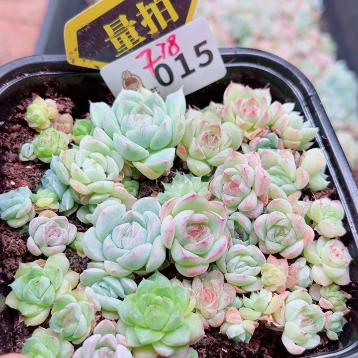 多肉植物多肉植物