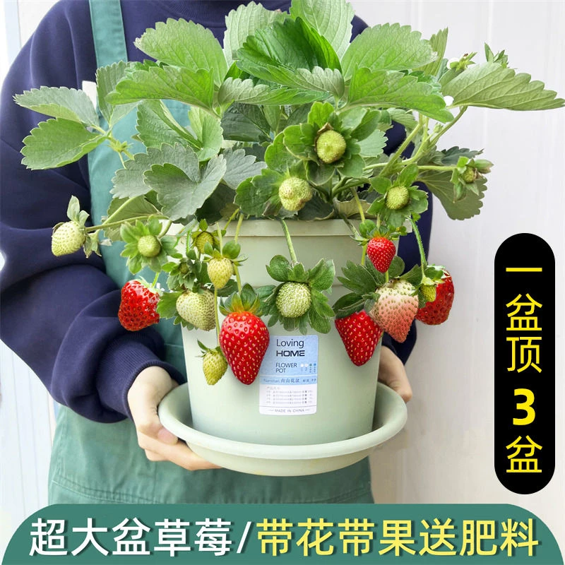 草莓苗盆栽带土无需换盆带花苞南北方种植多年生四季草莓苗