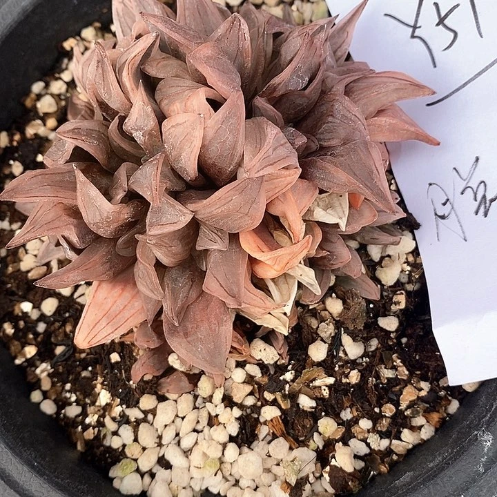 517。 西瓜寿一颗福利。 脱土。    不出售后。