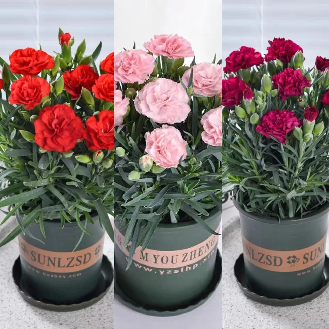 【母亲节礼物】康乃馨室内花卉好养带花苞绿色盆栽鲜花精品绿植