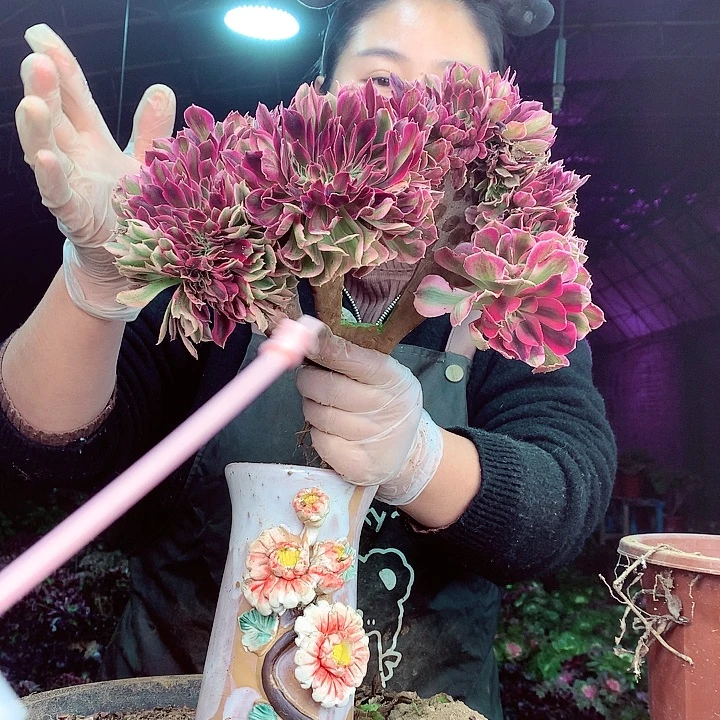 柒柒精品多肉脱土发货不包断侧枝不包售后S431