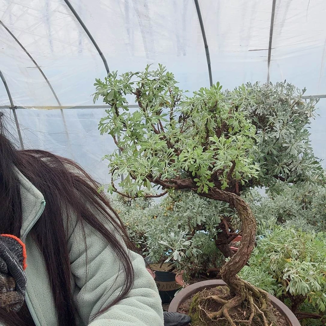 无花朵芙蓉菊无花花