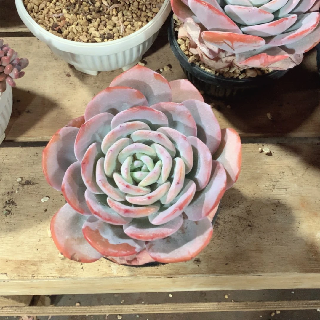 多肉植物奶茶多肉植物