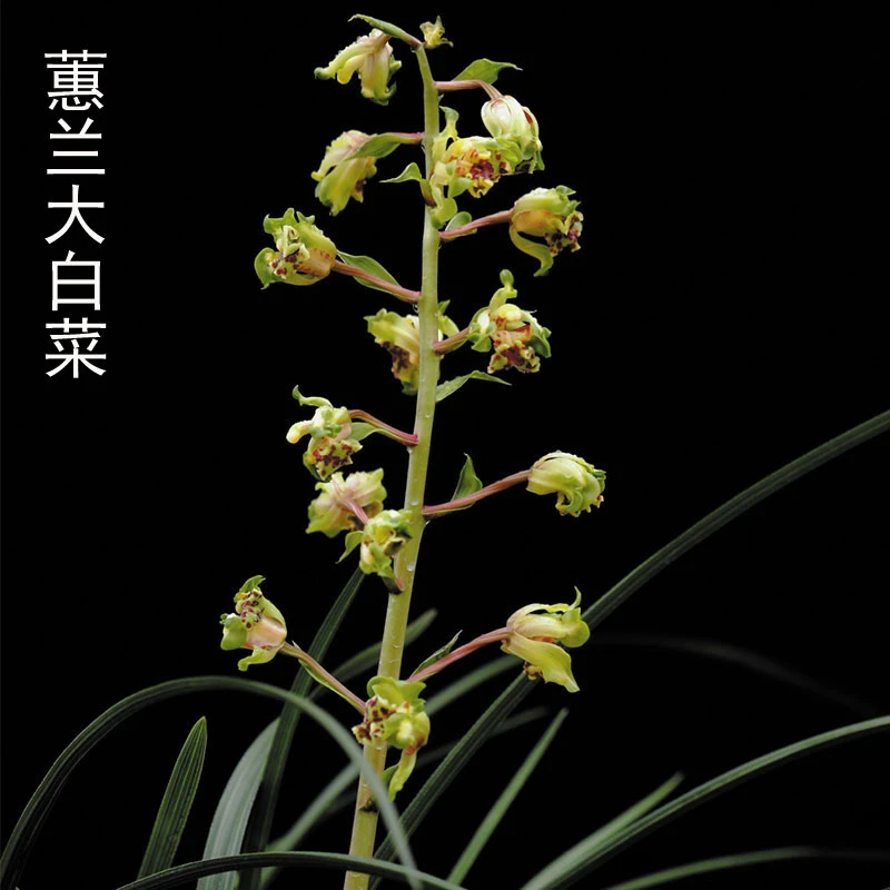 蕙兰老种名品奇花品种【大白菜】浓香好闻花大出架高端名品严州彩云