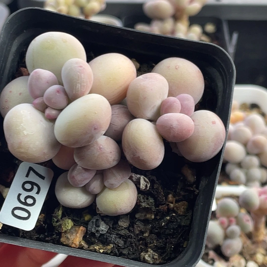 西瓜奶酪多肉植物