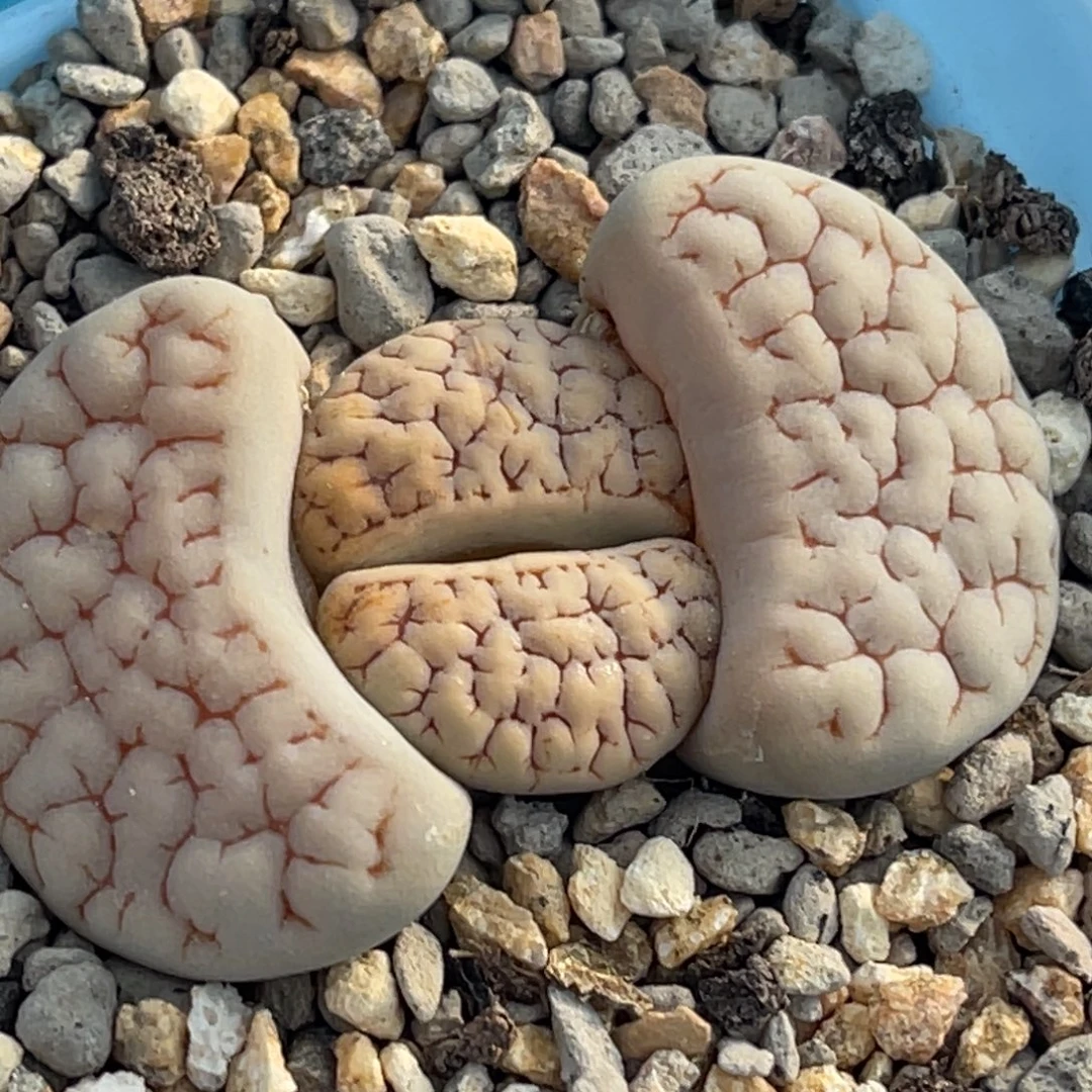 8828红纹189一颗。