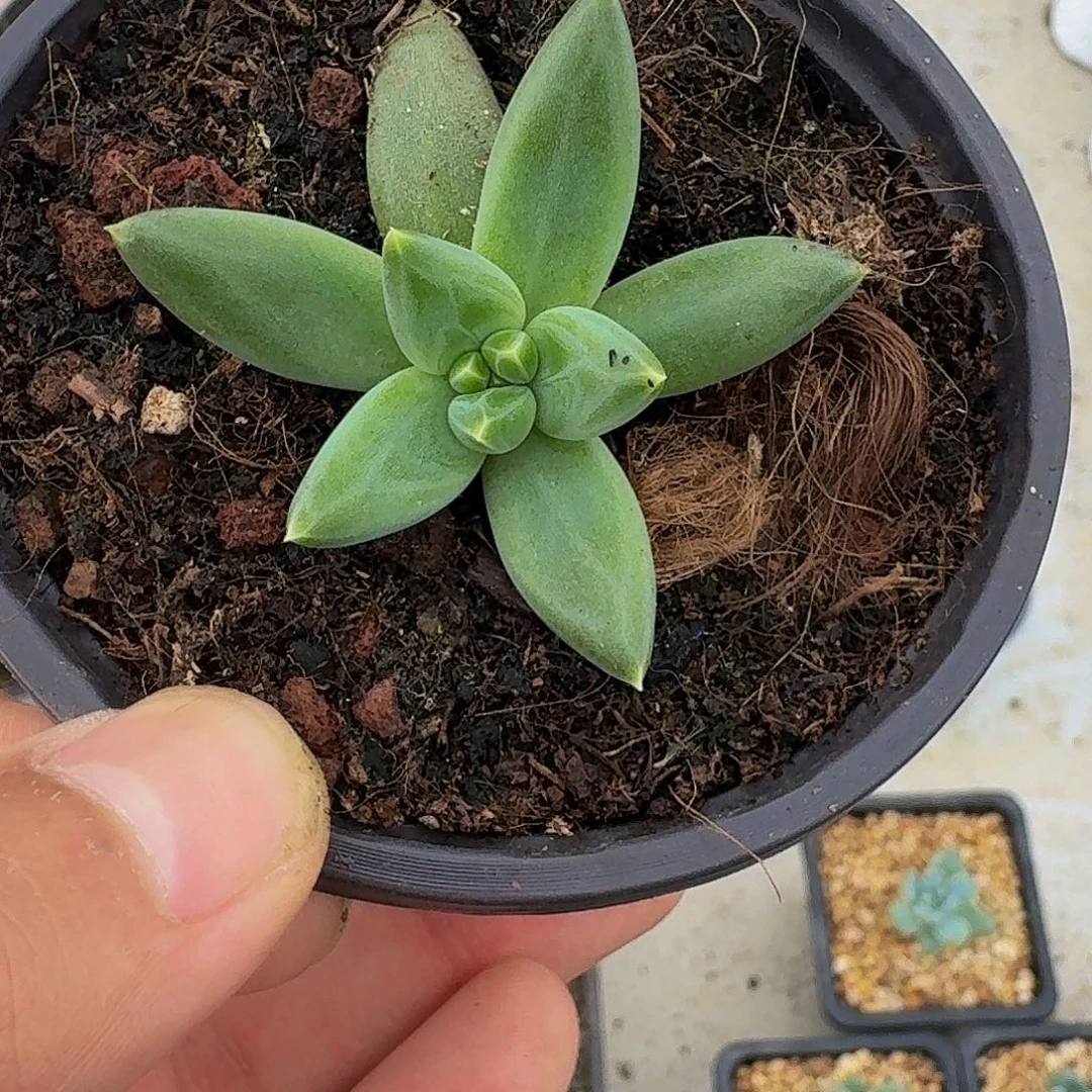 TTN小苗一物一拍链接
