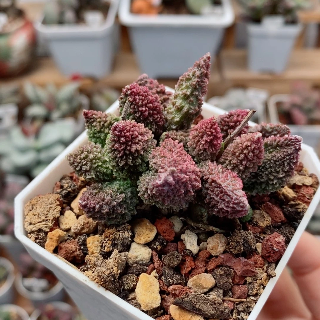 大尤朱紫玉水泡多肉植物