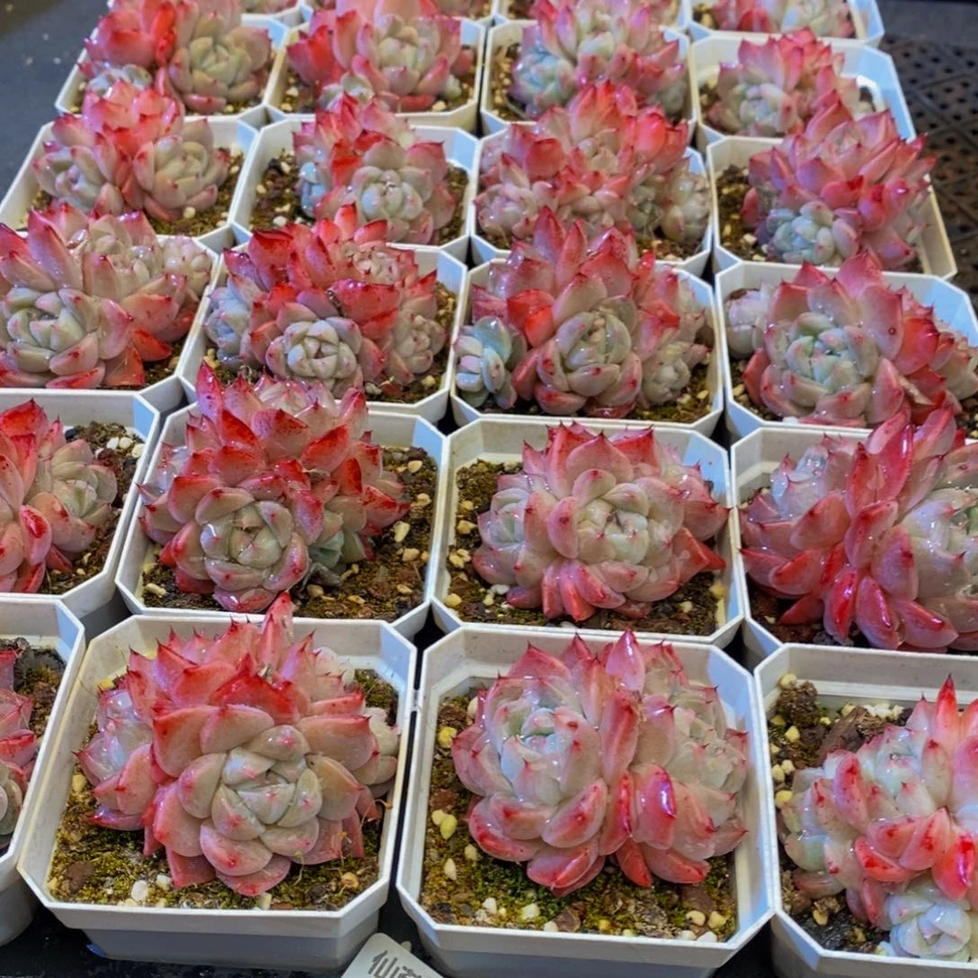 h****h152多肉植物保护研究所所长助理研究员