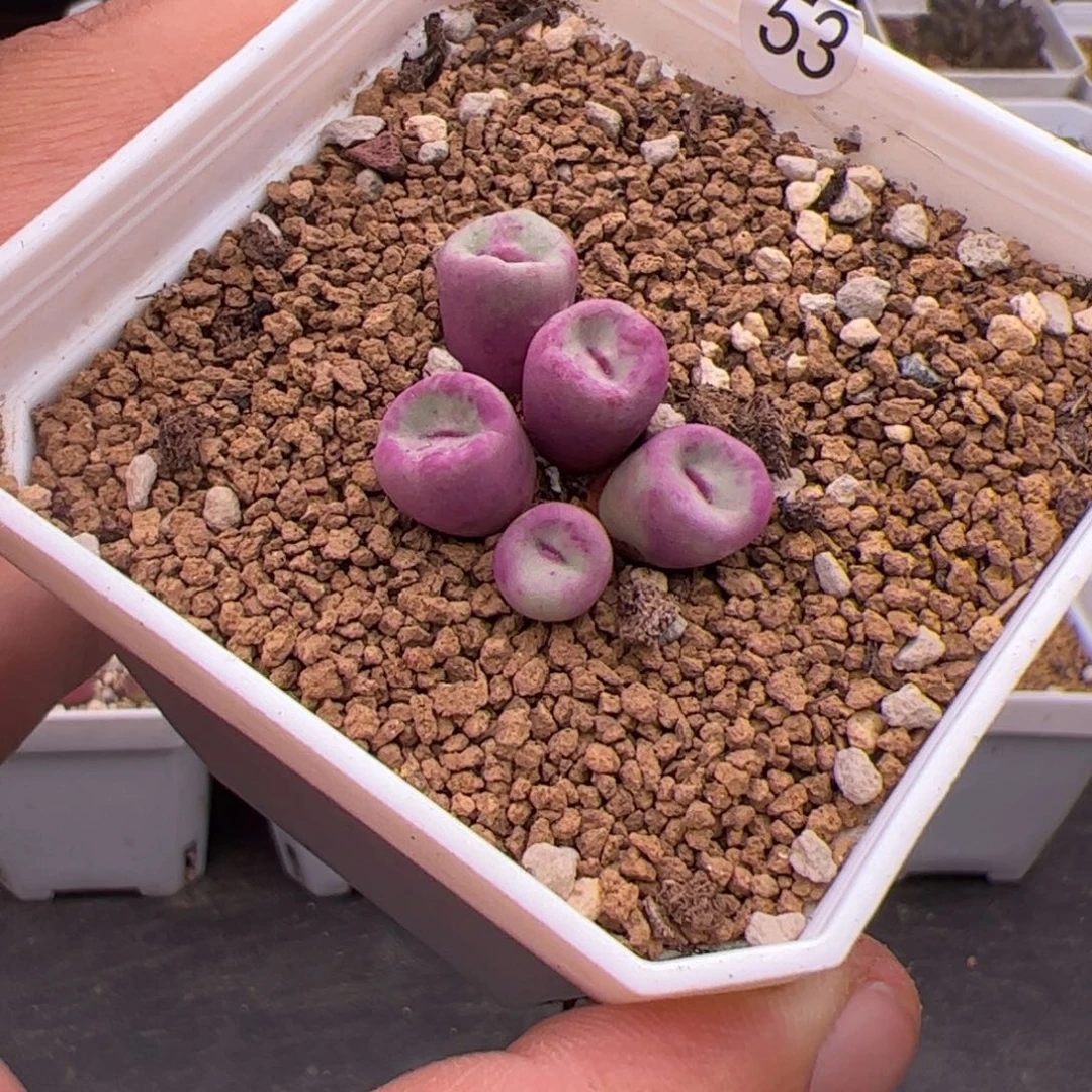 7.26小红嘴多肉植物53