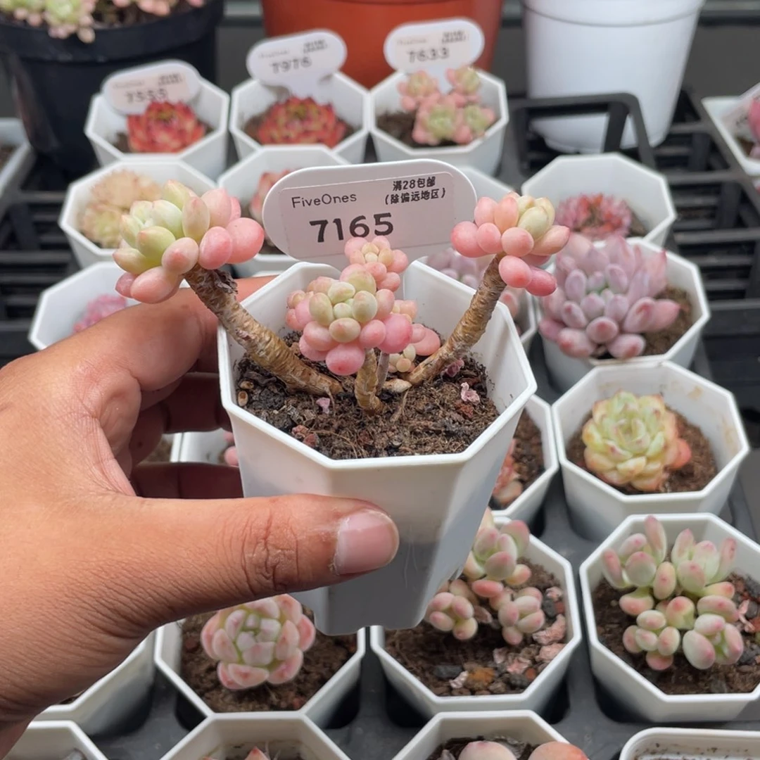 7165鱼子酱5.0厘米