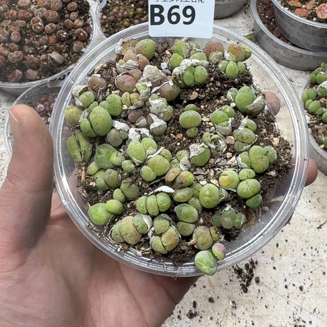 B69。毛翠滴一大盒。