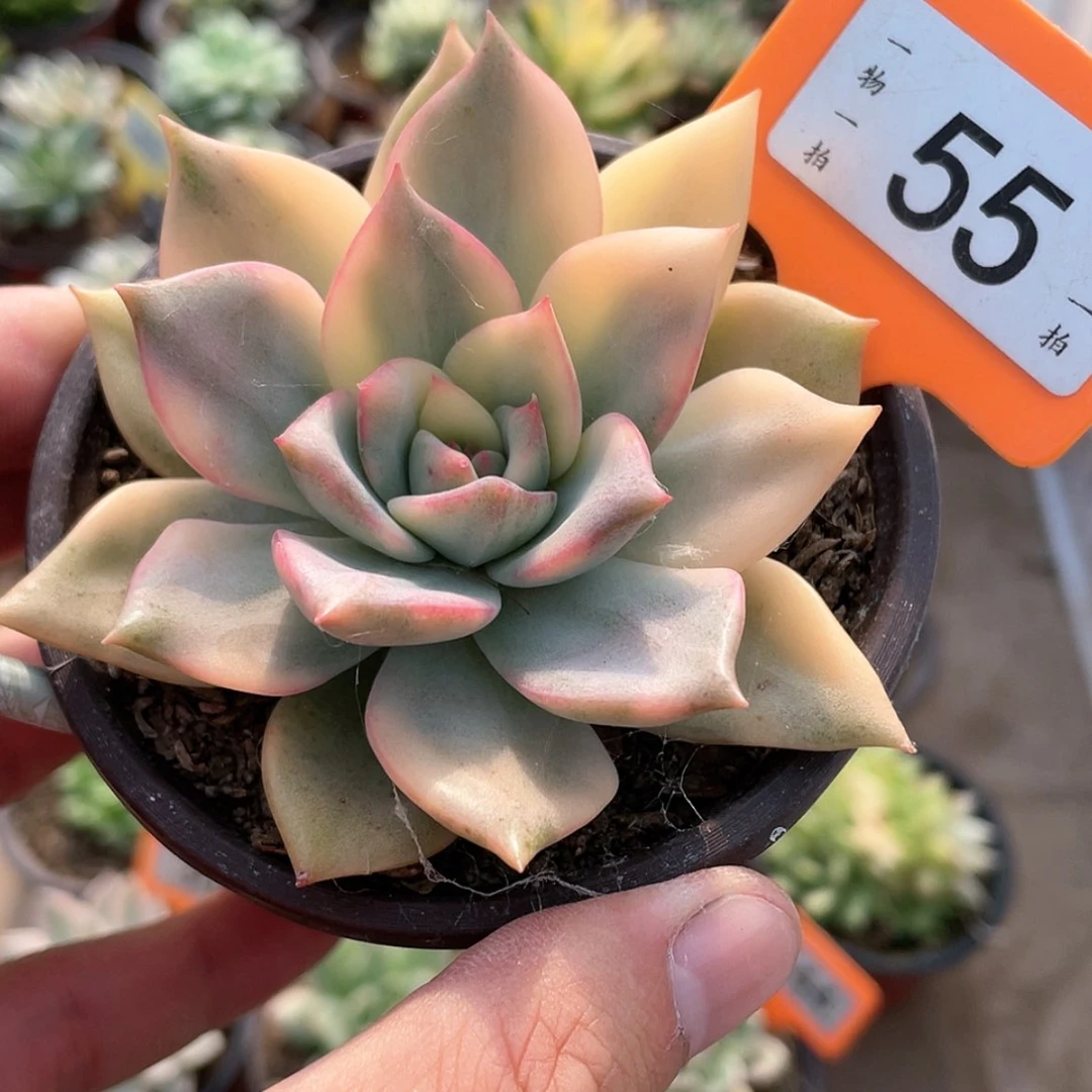 【闪购商品】无花朵55