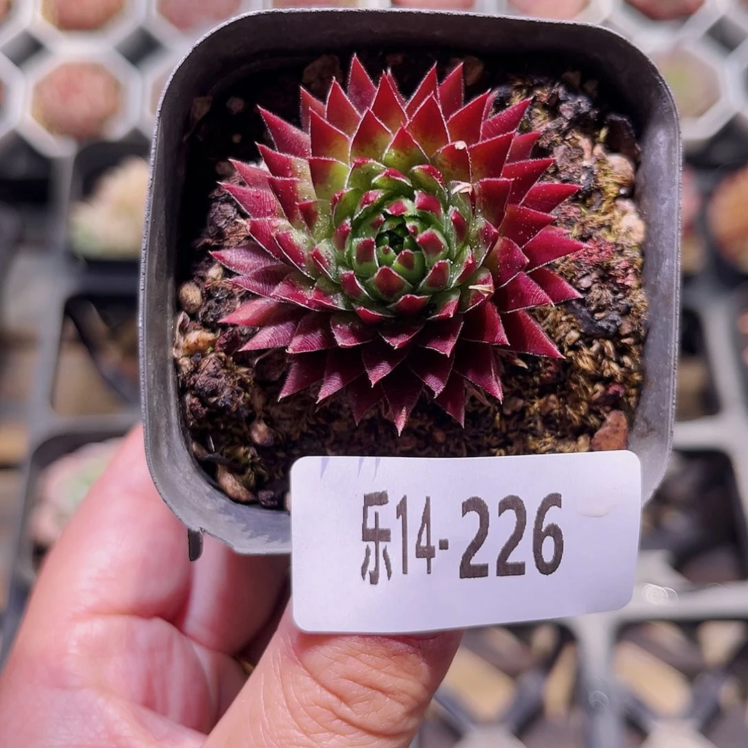 乐然14-226 橘子球