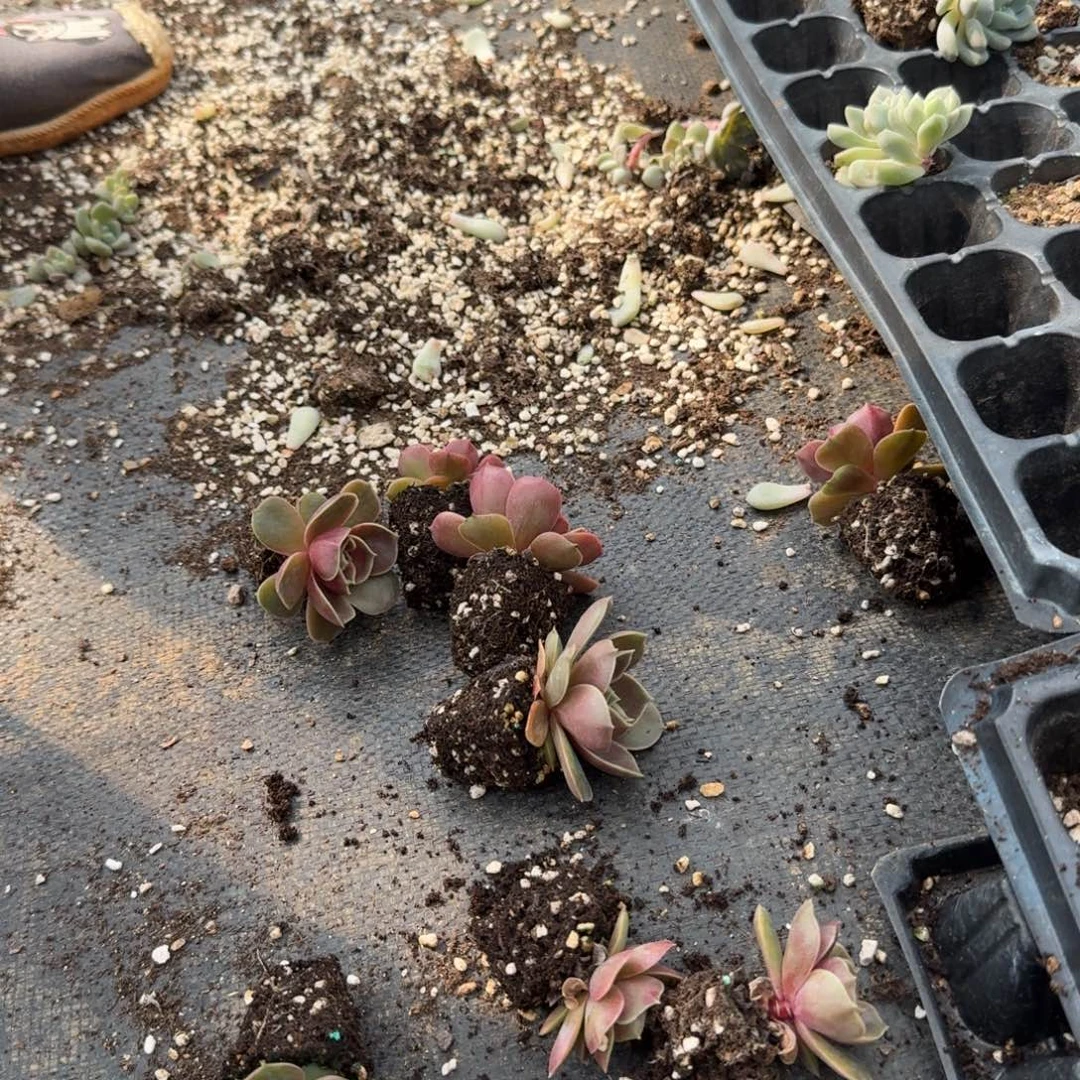 12-40漠河玫瑰叶插十棵量拍发货