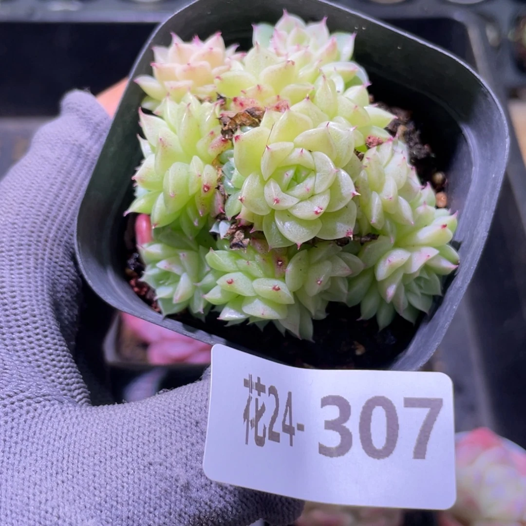 花利美24-307麦秆群