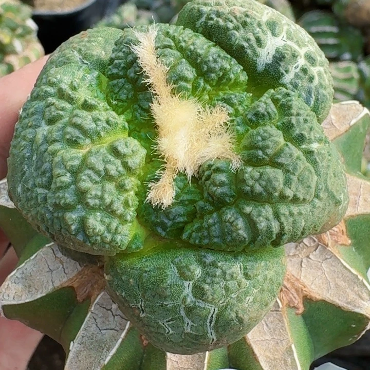 无花朵大尤龟甲连山403