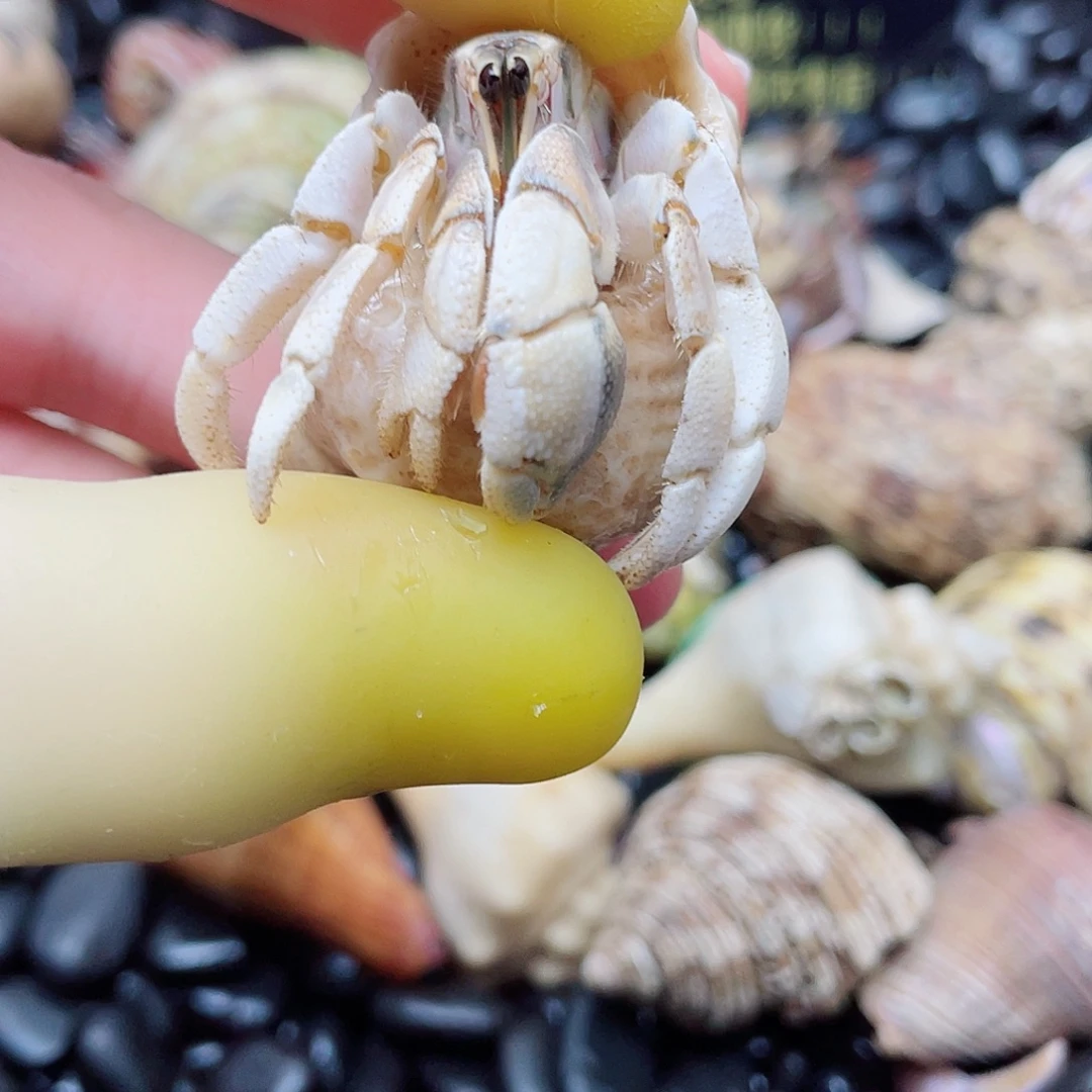 2.3口新岛彩灰奶黄色